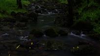 铁山流萤