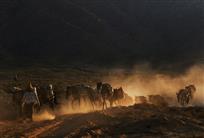 山路漫漫荡铃铎