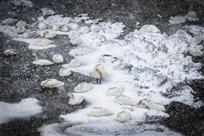 《风雪天鹅湖》