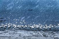 《雪舞天鹅湖》