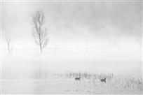 雾里朦胧入画来