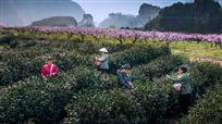 桃花源里采春茶
