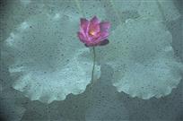 文人情怀（多次曝光）