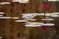 文人情怀（多次曝光）