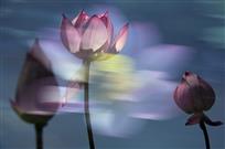 荷塘有梦（多次曝光）