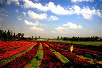 走进花海