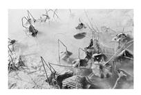 残荷深处有凄凉