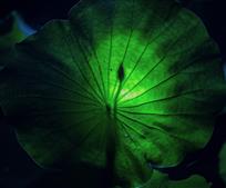 小荷才露尖尖角