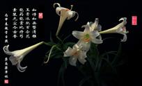 百合印象