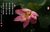 雨后红荷分外娇