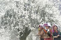 梨园春色醉丹巴