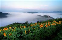 云海向阳花