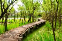 绿荫曲径