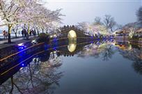 夜赏樱花