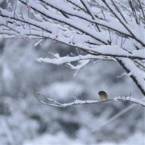 飞雪寻梅
