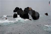 海马