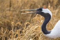 吃稻米的丹顶鹤