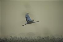 穿越雾霾的丹顶鹤