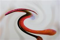 翠鸟