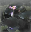 依恋