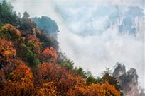 《秋染天子山》