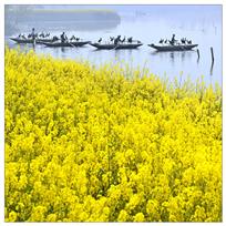 油菜花黄了