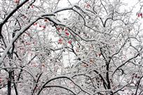 瑞雪红柿