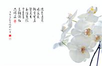 蝴蝶兰寄情