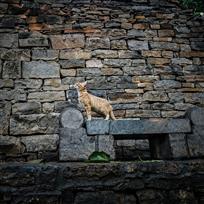 猫咪走进石板房（组照）