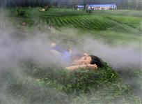 我家茶园美如梦