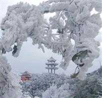 南国雪韵