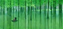 水杉画意