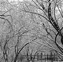 雪之韵