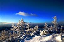 雪松