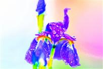 兰花