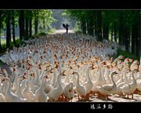 鹅满乡路