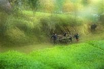 田园童趣