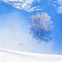 傲立风雪