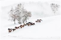 傲雪骏马图
