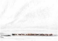雪原行