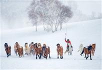 牧马风雪中