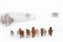 雪原之子