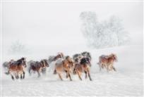 踏雪图