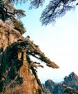 早春黄山图