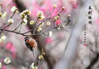《春到梅梢》