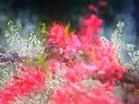桃李芬芳