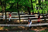 《森林里的织布人》