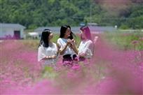 芬芳