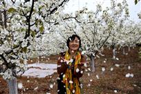 冷艳全欺雪  余香乍入衣