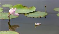 落花有意  流水情深